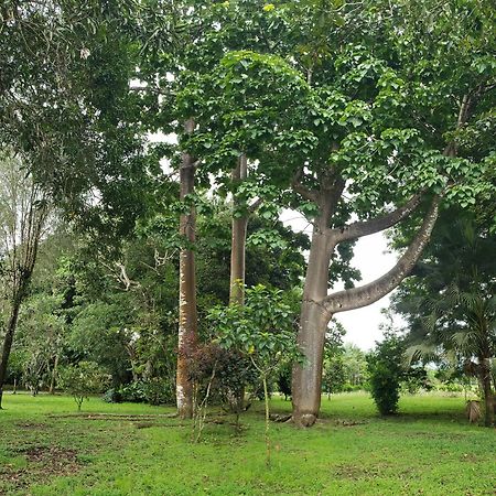 Hotel Veragua River House Sierpe Exterior photo