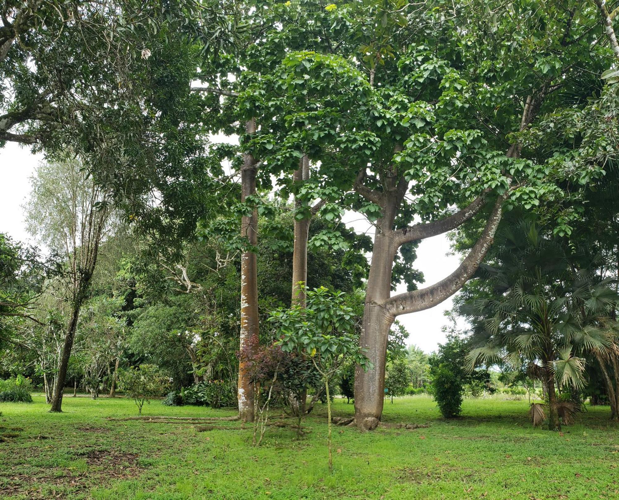 Hotel Veragua River House Sierpe Exterior photo